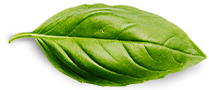 Home_Evolukit_WIP Basil Leaf